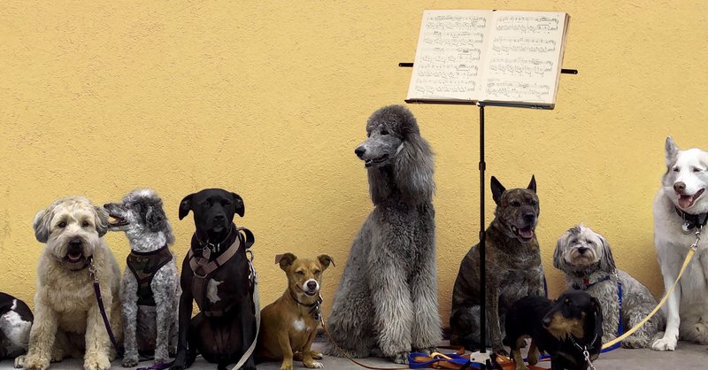 9. Concert for Dogs_©__NZF20_1200 x 628.jpg